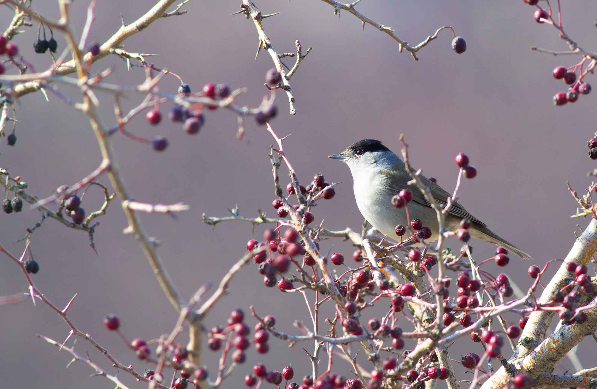 Eurasian Blackcap